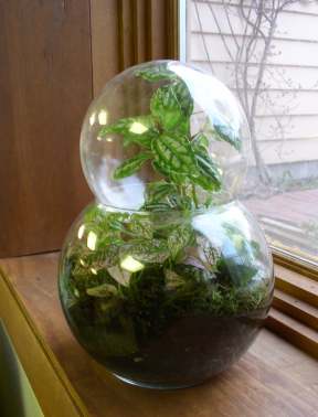 two part terrarium