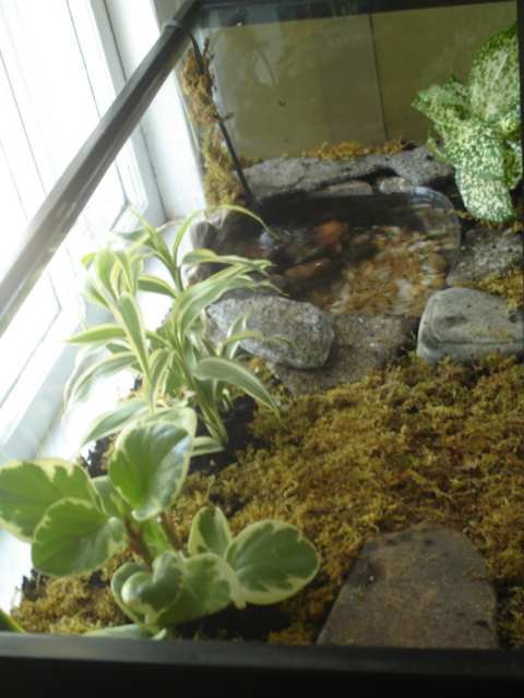 Overhead of the terrarium