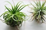 Tillandsia