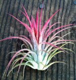 Tillandsia