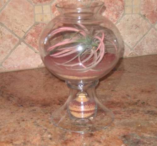 Air plant terrarium