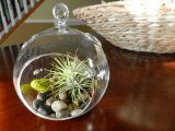 Air plant kit