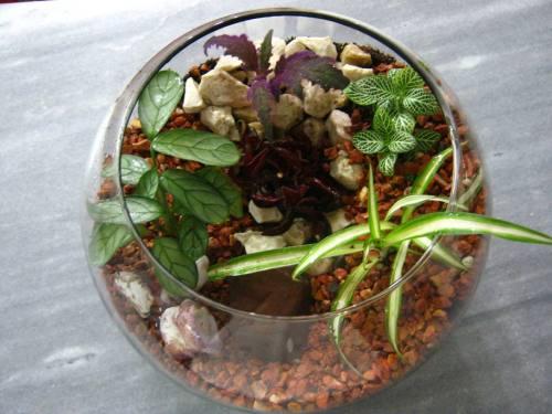 A bowl terrarium