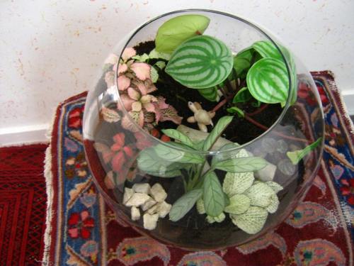 Overhead view of the terrarium