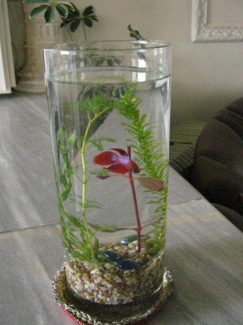 A water terrarium