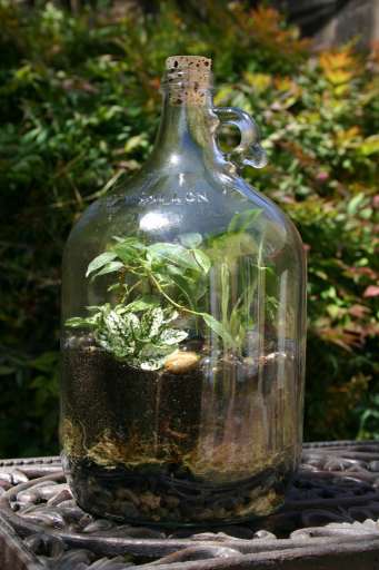 Anthony M Terrarium picture 3