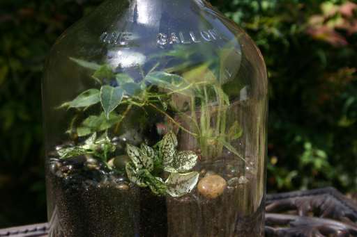 Anthony M. Terrarium picture 2