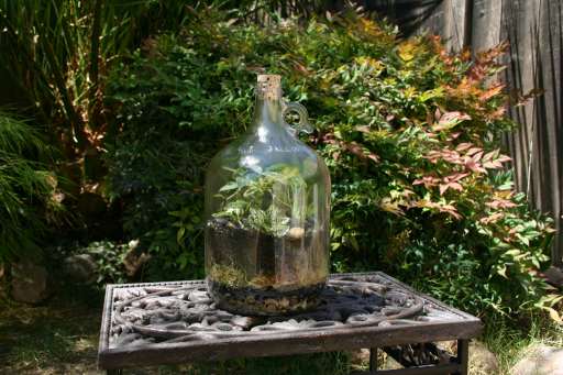 Anthony M Terrarium picture 1