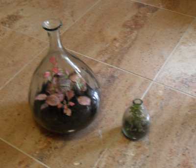 Two terrariums