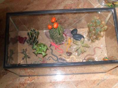 Big glass desert terrarium