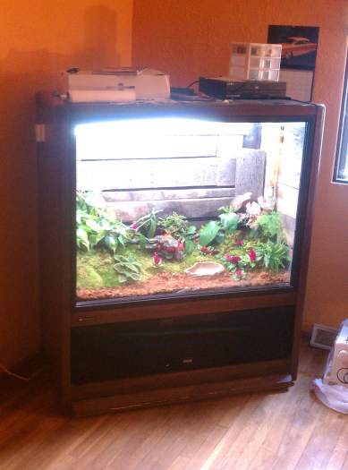 The big screen terrarium