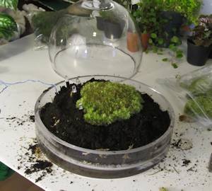 The moss in place