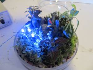 closeup of the terrarium