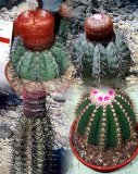 Mixed Melocactus