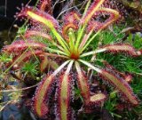 Sundew