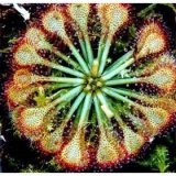the Spoonleaf Sundew Plant