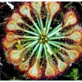 the Spoonleaf Sundew Plant