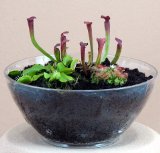 Carnivorous Terrarium