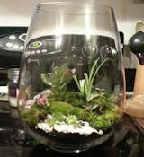 Terrarium