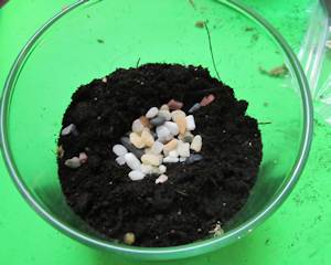 View of the terrarium from above