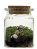 Twig Terrarium