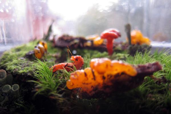 https://www.stormthecastle.com/terrarium/images/dans-mason-jar-terrarium/Shrooms2.jpg