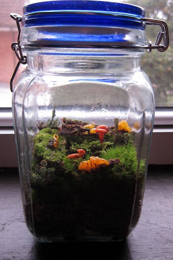 Mason Jar terrarium