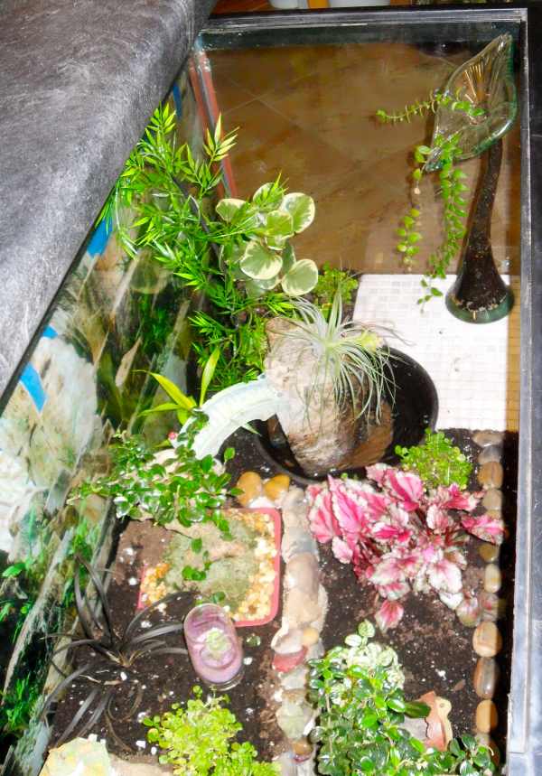 Inside the terrarium