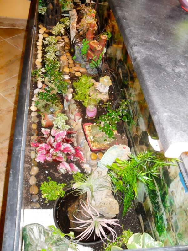 Overhead view of the terrarium