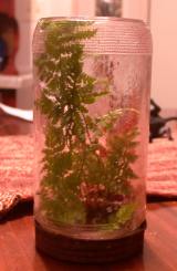 A fern in a bottle