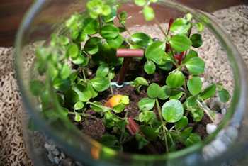 Bottle Garden