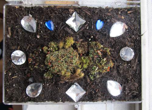The Jewelry Box Terrarium