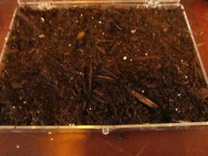 Add layer of soil