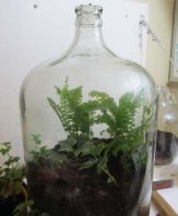 A jug Terrarium