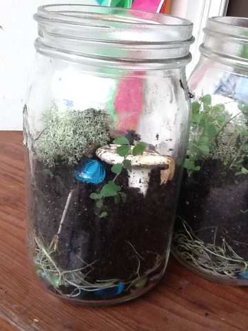 Mason Jar Terrarium