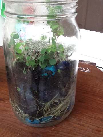 Mason Jar Terrarium