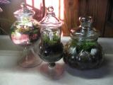 Apothecary Jar Terrariums