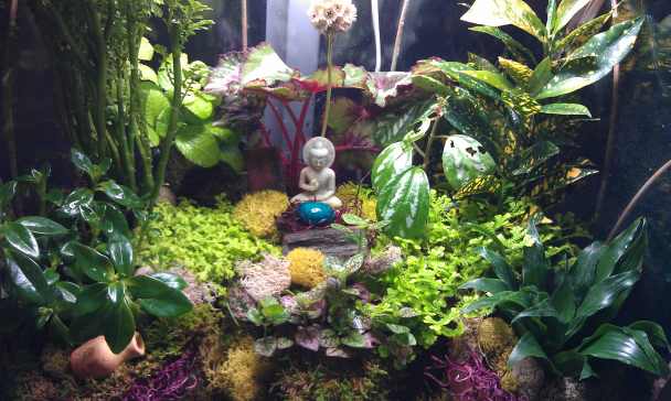 Closeup o the terrarium