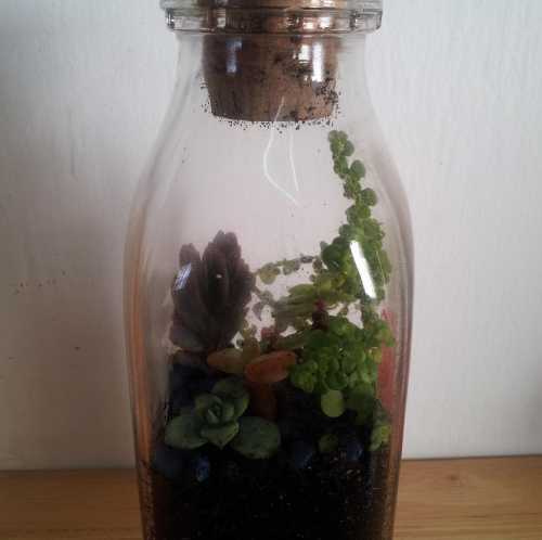 Succulent terrarium