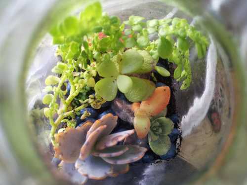 View inside the terrarium