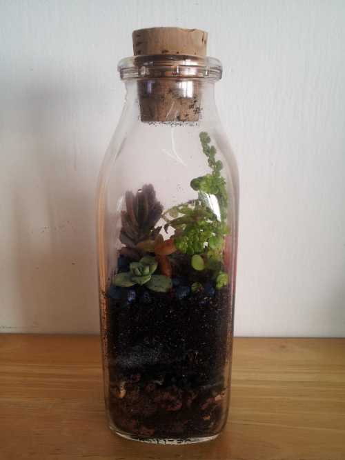 A succulent terrarium