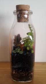 a terrarium