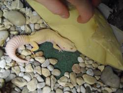 An Albino Gecko in a vivarium