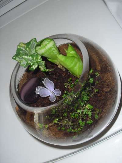 Clear Glass Terrarium