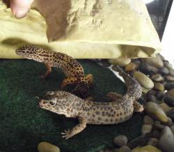 Leopard Geckos in a vivarium