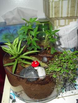 A Terrarium