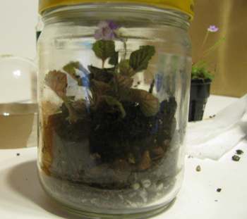 The completed terrarium