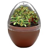 Fly trap egg terrarium