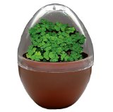 Lucky Egg Terrarium