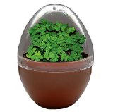 Lucky Egg Terrarium